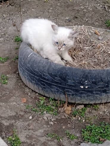 британская вислоухая кошка: Сиамская, 4 месяца, Мальчик, Серебристая шиншилла, Приучена к лотку — 1