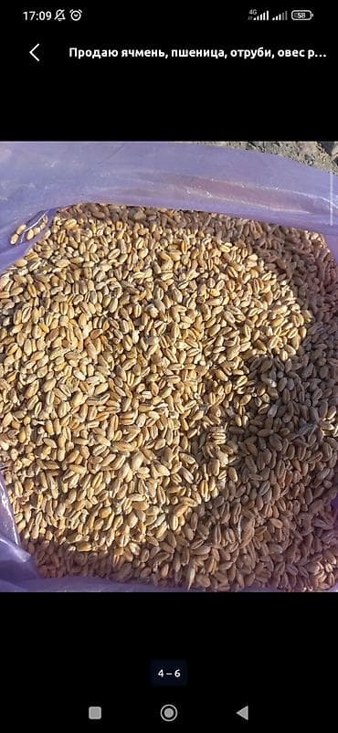 продаю кукруза: Пшеница и ячмень (зерно) - Цельное зерно пшеницы и ячменя, чистое — 1