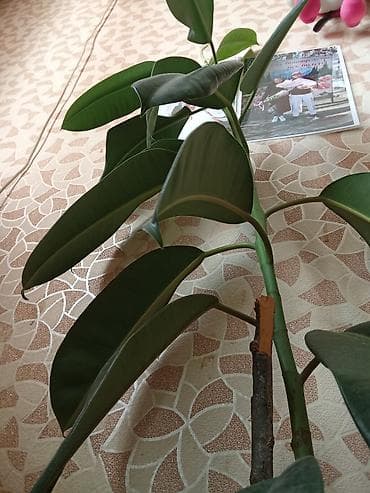 молочай миля: Фикус эластика (каучуконосный), комнатное декоративно-лиственное — 3