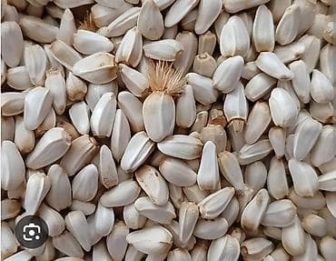 букет цветов бишкек: ПРОДАЮ Сафлор 2025 год.
Беловодск — 1