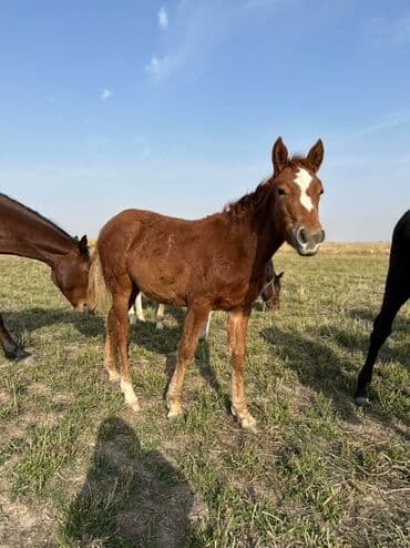 тюк пресс: Продаю | Жеребенок, Кобыла (самка), Жеребец | Кара Жорго | Для разведения, На забой, Рабочий — 13