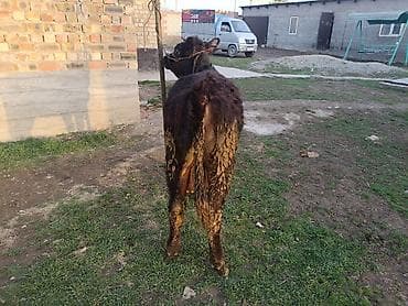 собаки талас: Продаю | Тёлка, Музоо, торпок | Абердин-ангус — 3