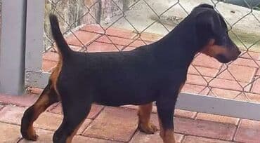 той терьер цена: Щенок терьерного типа, окраса черно‑подпалый. Особенности: - — 1