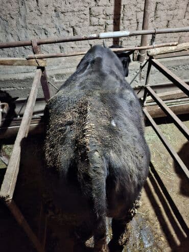 в добрые руки собаку: Продаю | Бык (самец), Тёлка | На забой — 1