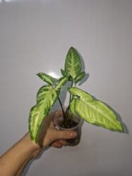 продам рассаду помидор: В продаже укоренённые сингониумы в активном росте: панда гелакси — 12