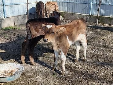 брама чорный: Продаю | Бык (самец) | Алатауская | Для разведения | Искусственник — 7