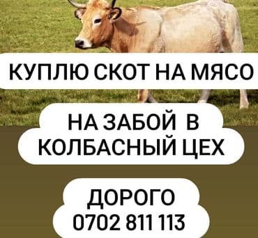 корма для коров: Куплю | Коровы, быки, Лошади, кони, Другие с/х животные | Круглосуточно, Любое состояние, Забитый — 1