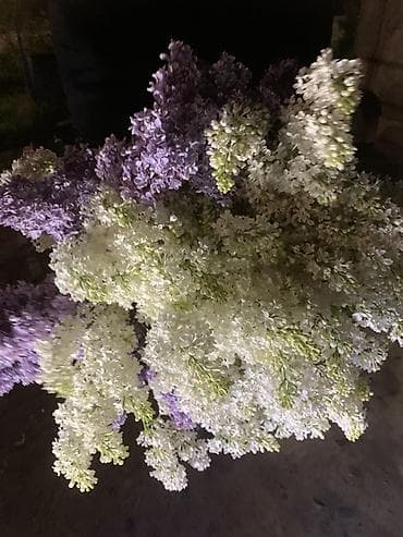 Пышный букет сирени - Состав: ветви ароматной сирени двух оттенков —