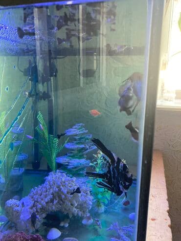сколько стоит большой аквариум: Аквариум очень хорошем состоянии продаю по причине дети выросли — 2
