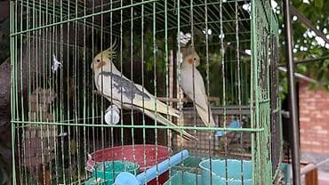Кореллы (нимфы) в клетке - Пара ручных корелл с хохолком и яркими