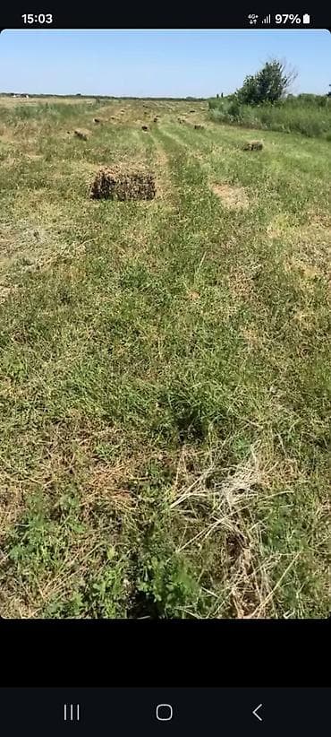 Сено в тюках с поля - Упаковано в прямоугольные тюки, удобно для at lalafo.kg Сено в тюках с поля - Упаковано в прямоугольные тюки, удобно для