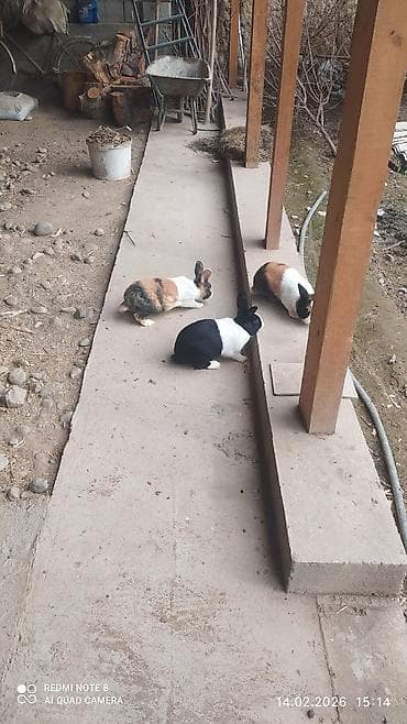 куплю курей в карабалте: Кролики голландские - панды, редкий вид. Самец чёрный 8000 сом самки — 1