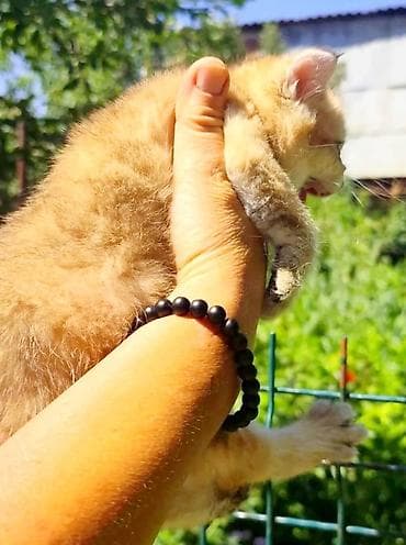 токмок кошка: Скотиш Страйт (Шотландиялык тик кулактуу), 1 айлык, Ургаачы, Алтын шиншилла, Лотокко барууга үйрөтүлгөн — 2