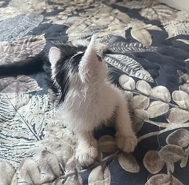 Котята Описание: - Милые короткошёрстные котята, окрасы: - — 5