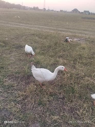 Продукты питания: Домашние гуси, молодняк породного типа (белые с оранжевыми клювами и — 7
