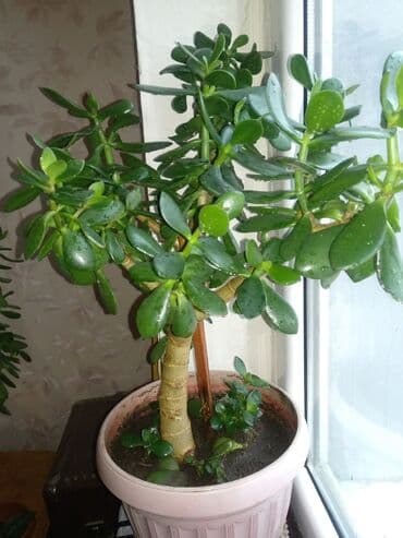 растения для аквариума: Живое дерево. Есть поменьше. Цена от 200 сом до 2000сом — 2