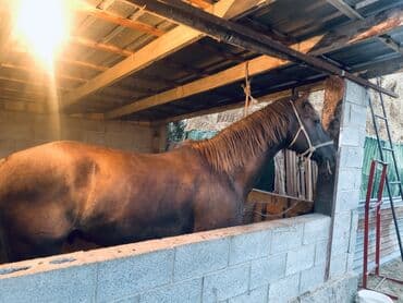 где продать собаку: Продаю | Конь (самец) | Рабочий — 3