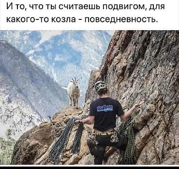 кошки лысые: Вязка: Скотиш Страйт (Шотландская прямоухая), Мальчик, 5 лет, С прививками, Серый — 8