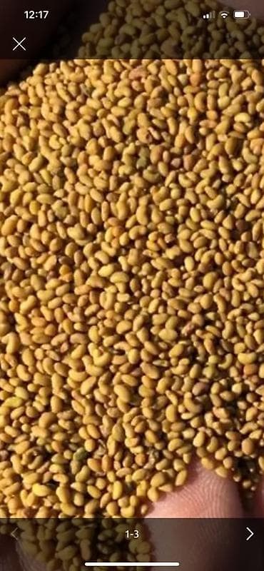 Семена и саженцы: Семена люцерны - Натуральные цельные семена золотисто-коричневого — 1
