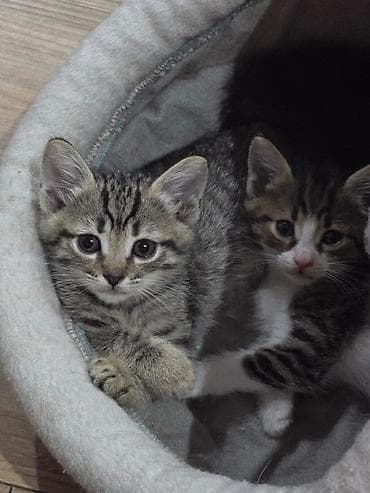 Котята – домашние, ласковые, активные. Мама метиска, папа русская — 1