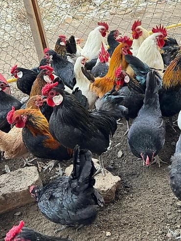 Ветеринар кызматы: Продам карликовых кур бемтамок, Китайский шелк: петушки и курочки — 3