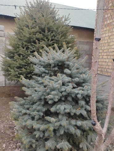 Ель колючая (Picea pungens), голубая форма. Декоративные хвойные