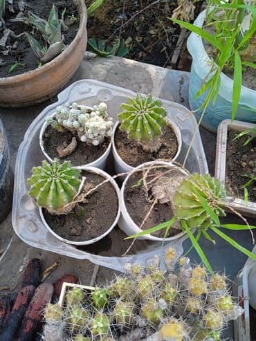 мантышницы бишкек: Продам кактусы — 10