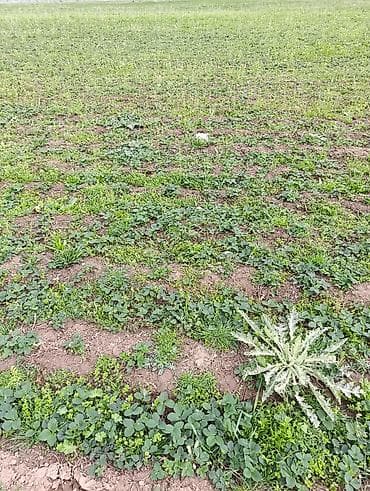 купить алоэ 5 лет: Рассада садовой земляники (клубники) - Сорт: традиционная — 2