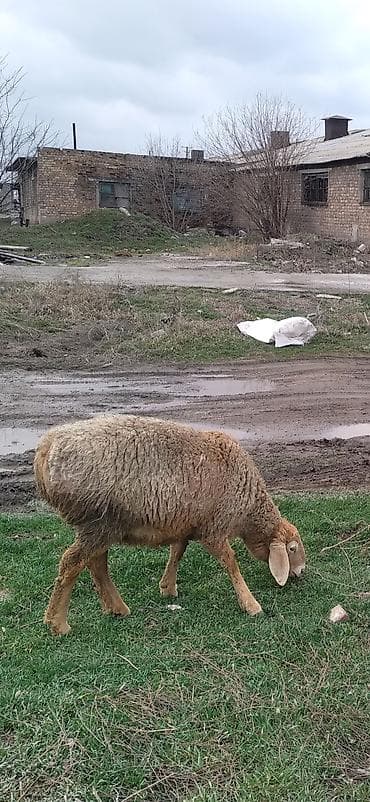 стришка баран: Продаю | Овца (самка) | Арашан | Для разведения | Матка, Ягнившаяся — 4