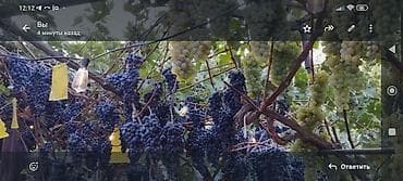 мускатный виноград: Саженцы винограда. Пино, каберне . Есть второгодки. Вина получаются — 6