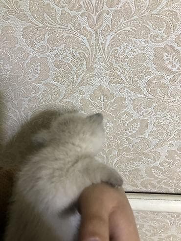 Кошка даром: Сиамская, Девочка