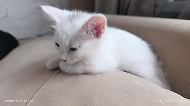 кошка серая: Ангорская, 3 месяца, Девочка, Белый, Приучена к лотку — 4
