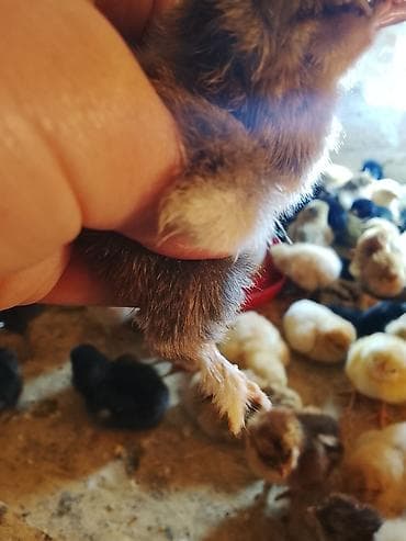 перепела фараон купить: Продаю | Цыплята | Бройлерная | На забой — 6