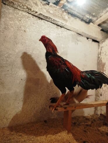 афган кой: Продоётся бойцовый докан одноглазый нету правого глазапо прозвище — 10