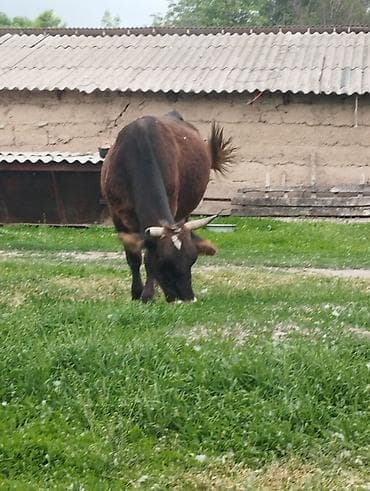 лошадь ахал теке цена: Продаю | Бык (самец) | Для молока | Привязанные — 3