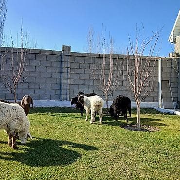 Аквариумы: Продаю | Овца (самка) | Для разведения | Ярка — 4