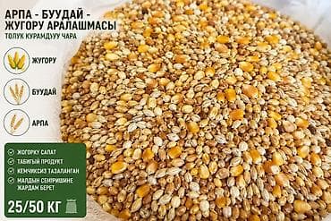 карликовой кури: Арпа буудай жугору сатылат — 1