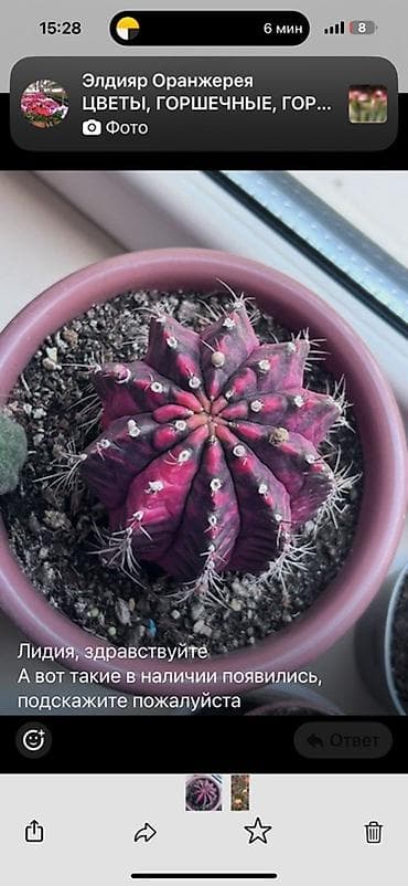 сколько стоят кактусы: Коллекция цветущих кактусов в горшках - Маммиллярии с венком — 3