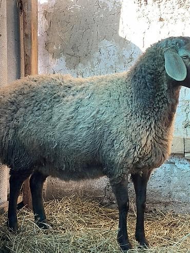 семис козу: Продаю | Овца (самка) | Для разведения | Матка — 8