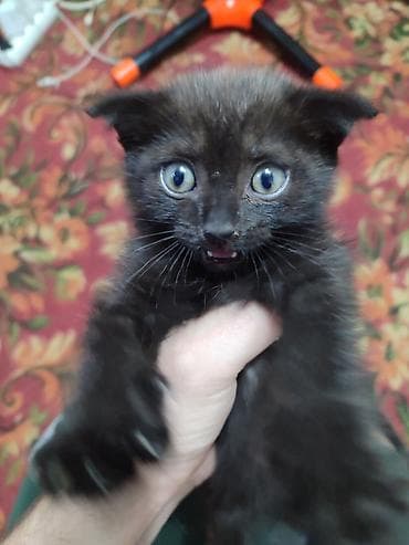 scottish fold: Кошка даром: Скотиш Фолд (Шотландская вислоухая), Мальчик — 1