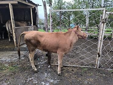 телки коровы: Продаю | Тёлка | На откорм | Отела не было — 5