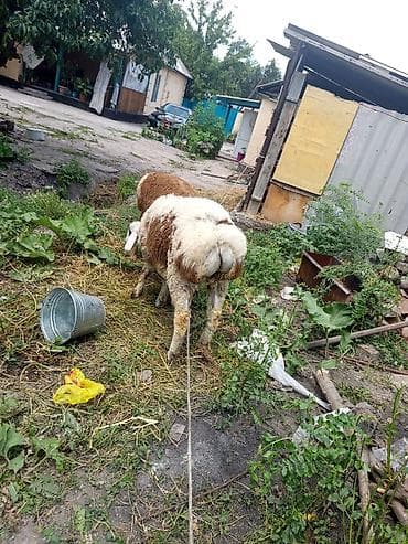 животные бараны: Продаю | Овца (самка), Баран (самец) | Арашан | Для разведения | Племенные — 6