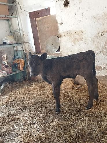 продаю тай: Продаю | Музоо, торпок — 3