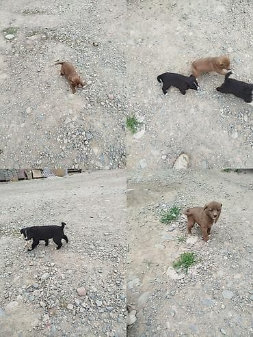 Отдаем в добрые руки маленьких хвостиков и прекрасных охранников в