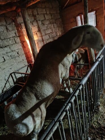 дог собака: Продаю | Баран (самец) | Арашан | Для разведения | Племенные — 3