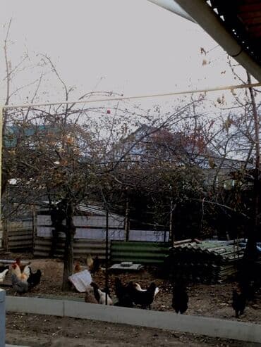 семена томатов купить в бишкеке: Домашние куриные яйца из частного подворья - Яйца от разновозрастного — 2