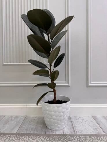 фикус пальма: Фикус Робуста с большими, темно-зелеными листьями. Растение высажено в — 1