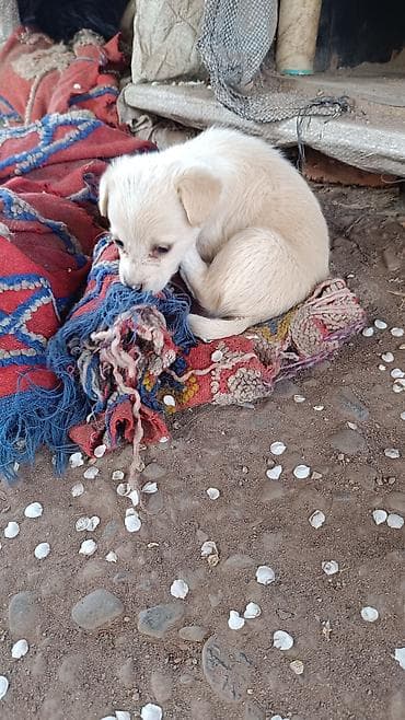 ахотничие сабаки: 7 месяцев, Самка — 5