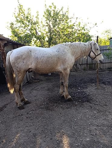 английский айгыр: Продаю | Жеребец | Рабочий — 3