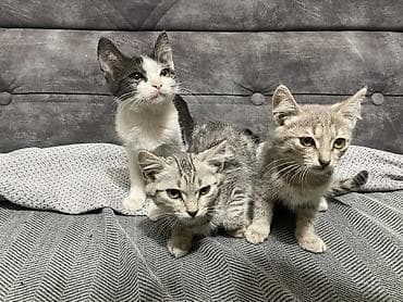 Котята, помет из трёх малышей. Возраст: примерно 4 месяца. Срочно — 2